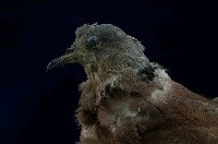 Red Turtle Dove Collection Image, Figure 2, Total 11 Figures